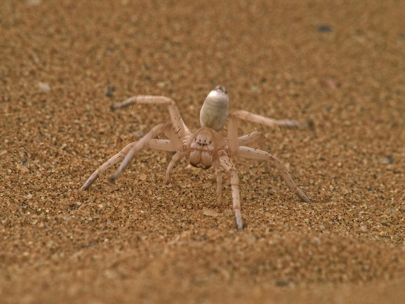 Swakopmund, Cartwheeling Spider
